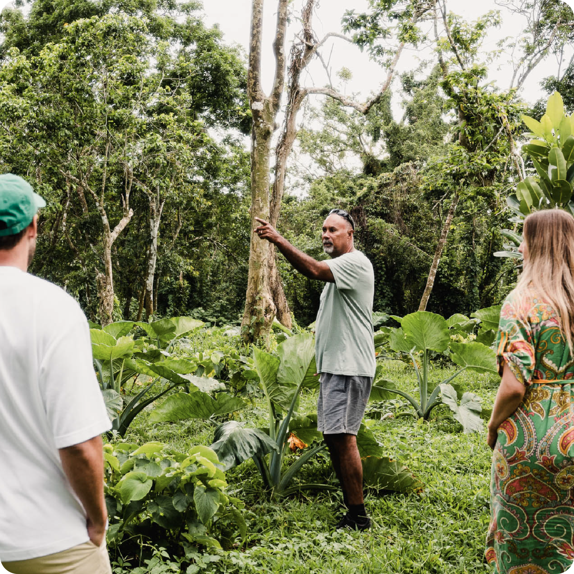 A tour guide explaining the kava farming process to visitors in a lush Vanuatu farm.