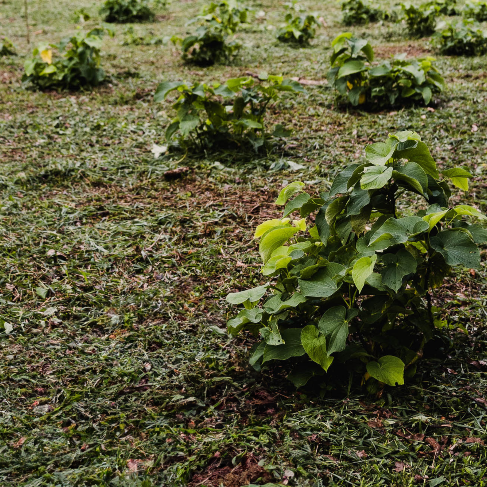 A lush kava plant grows in a tropical field. Represents the natural and sustainable sourcing of kava for Melo beverages.